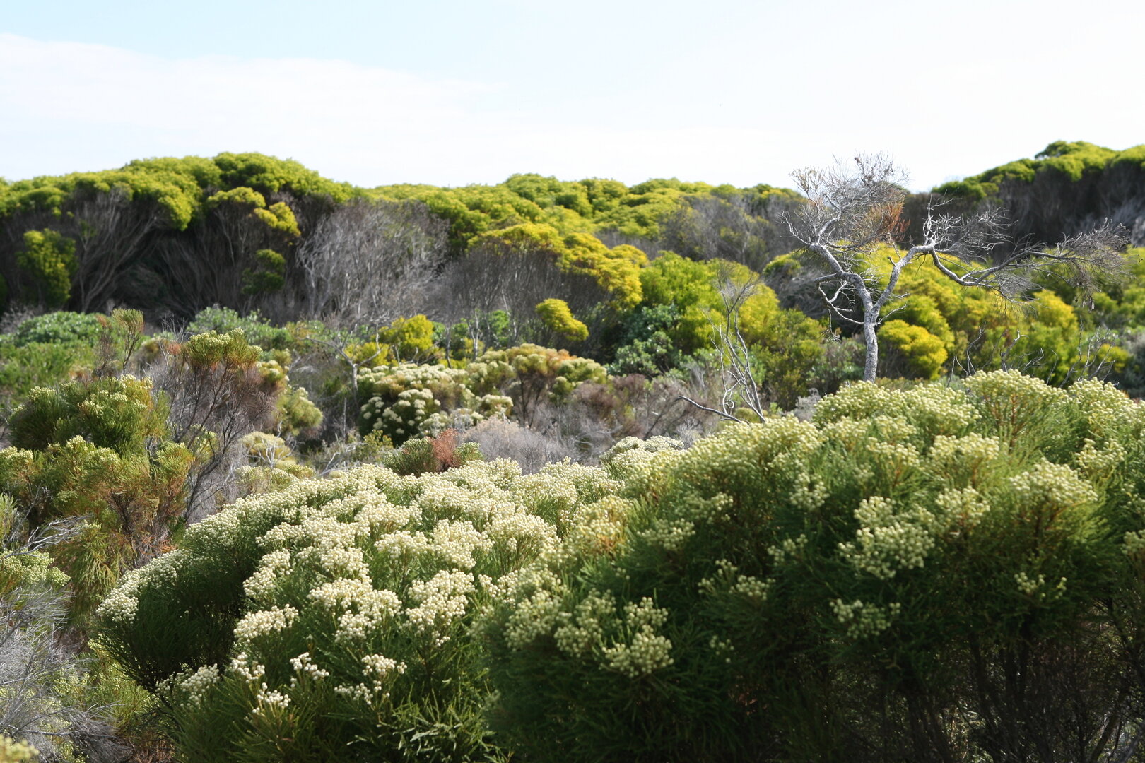 Cape Floral Kingdom